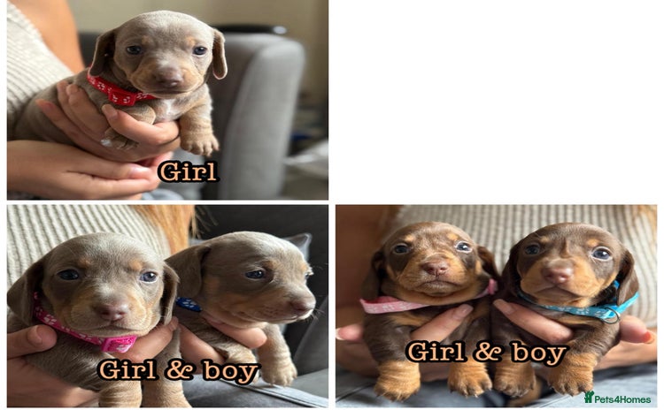 Miniature Dachshund dogs - Advert 1
