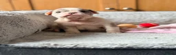 Mixed Breed dogs for sale: English Bulldog X French Bulldog Hybrids - Advert 19