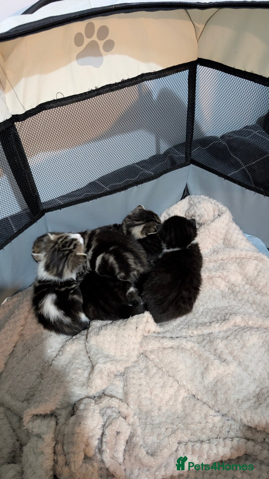 British Shorthair cats for sale: 4 beautiful kittens for sale  - Advert 10
