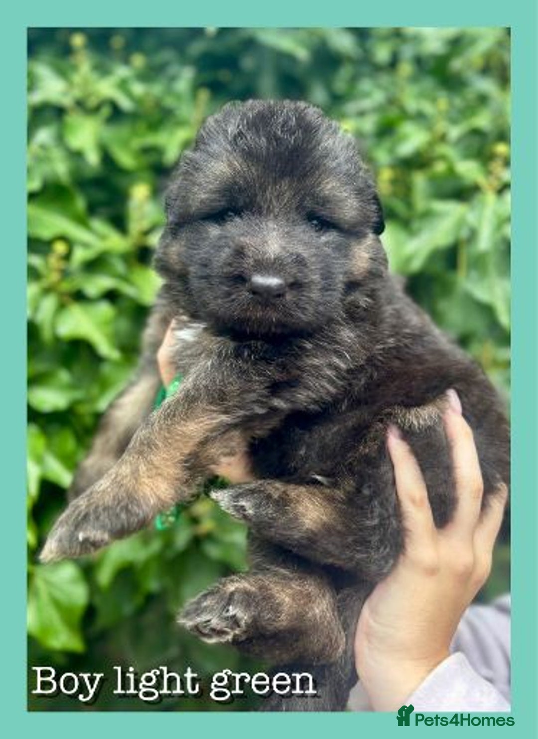 German Shepherd dogs for sale: GSD puppies' fluffy coats - Image 4