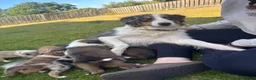 Border Collie dogs for sale: 5 Beautiful Puppies for sale🐾 - Advert 5