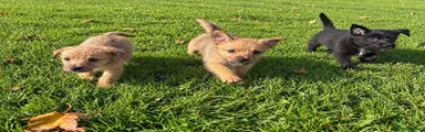 Mixed Breed 2