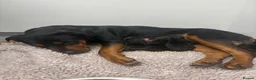 Rottweiler dogs for sale: Rottweiler puppies - Advert 5