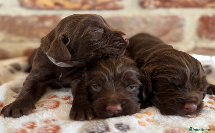 Cocker Spaniel dogs - Advert 3
