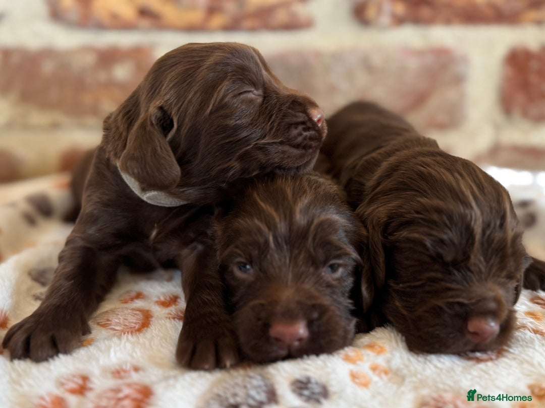 Cocker Spaniel dogs for sale: Kennel club registered males  - Image 1