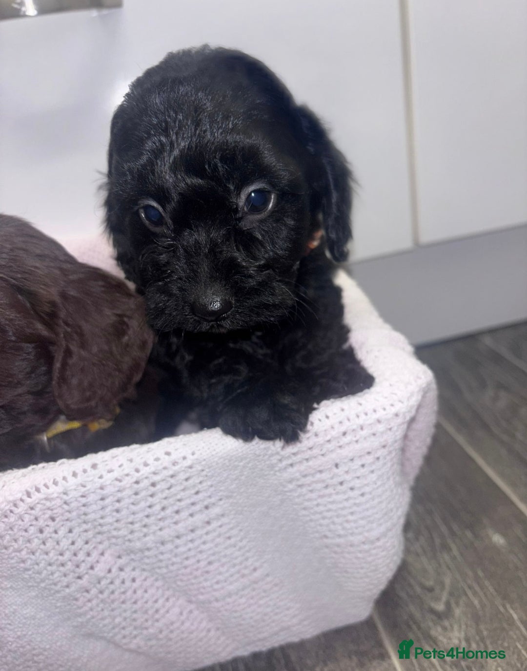 Cockapoo dogs for sale: 3 remaining Adorable cockapoo puppies  - Advert 5