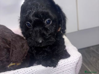 Cockapoo dogs Adorable cockapoo puppies - Advert 14