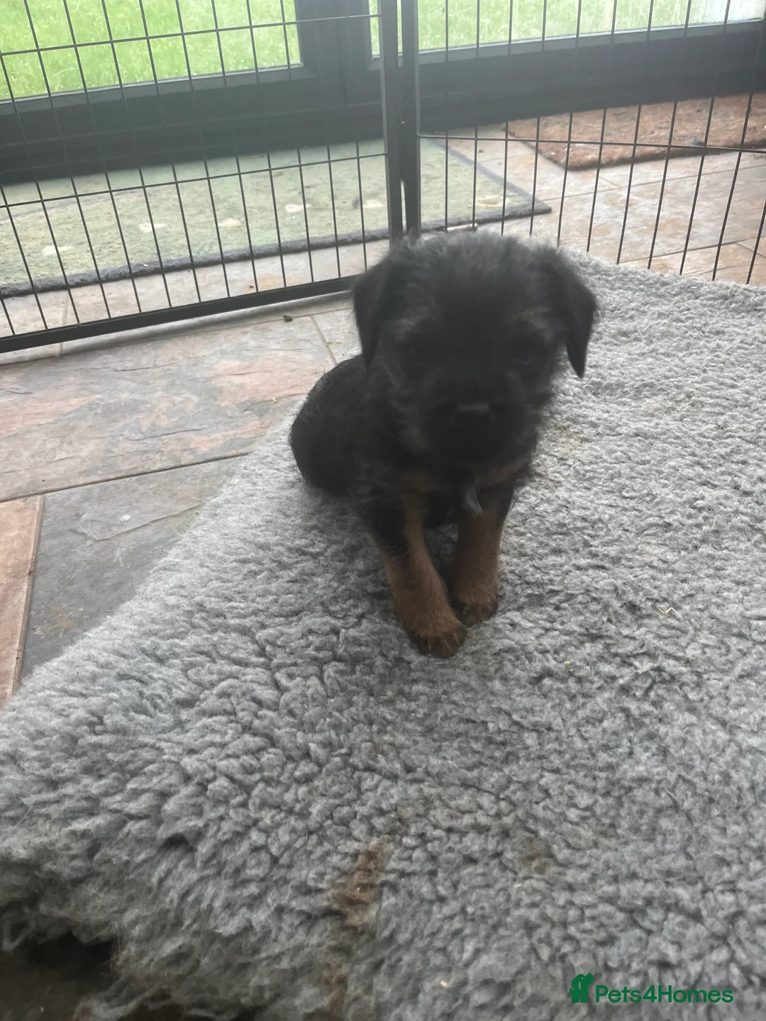 Border Terrier dogs for sale: Beautiful Border Terrier puppies  - Advert 8