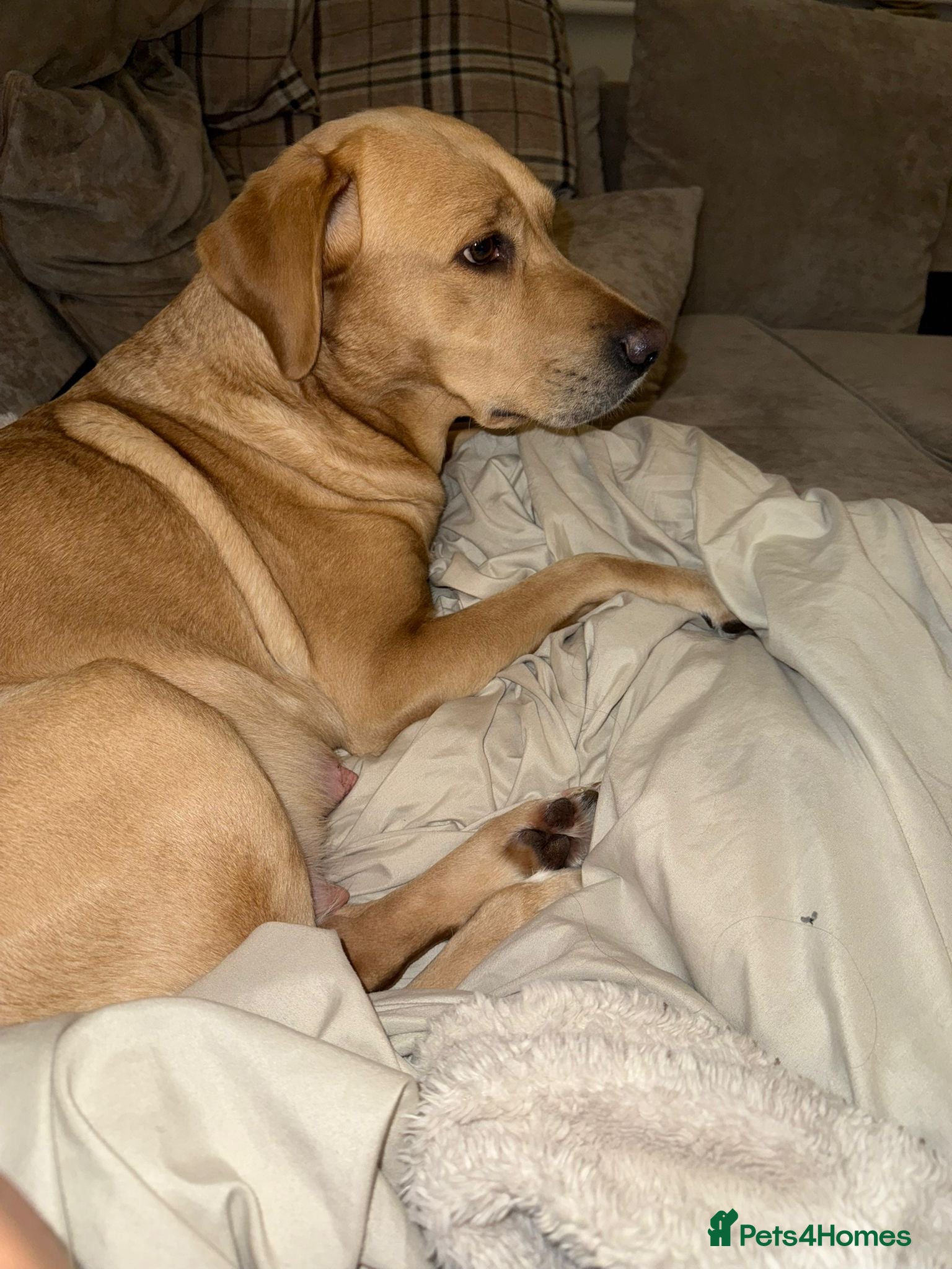 Goldador dogs Beautiful puppies for sale  - Advert 1