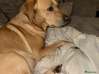 Goldador dogs Beautiful puppies for sale - Advert 1