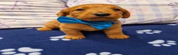 Labradoodle dogs for sale: Miniature labradoodles - Advert 13
