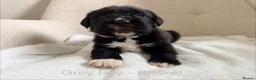 Mixed Breed dogs for sale: EXCLUSIVE LITTER: F1 Old English Bordeaux Puppies! - Advert 22