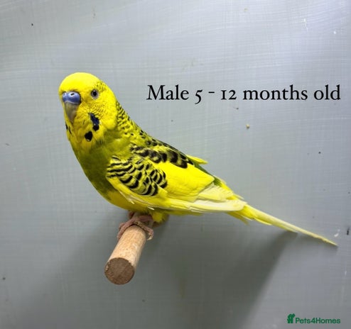 Budgerigars birds - Advert 4
