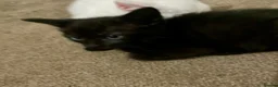 Mixed Breed cats for sale: White/black beautiful kittens - Advert 6