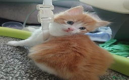 Norwegian Forest Cat cats for sale: Norwegian forest x in Basingstoke - Image 25