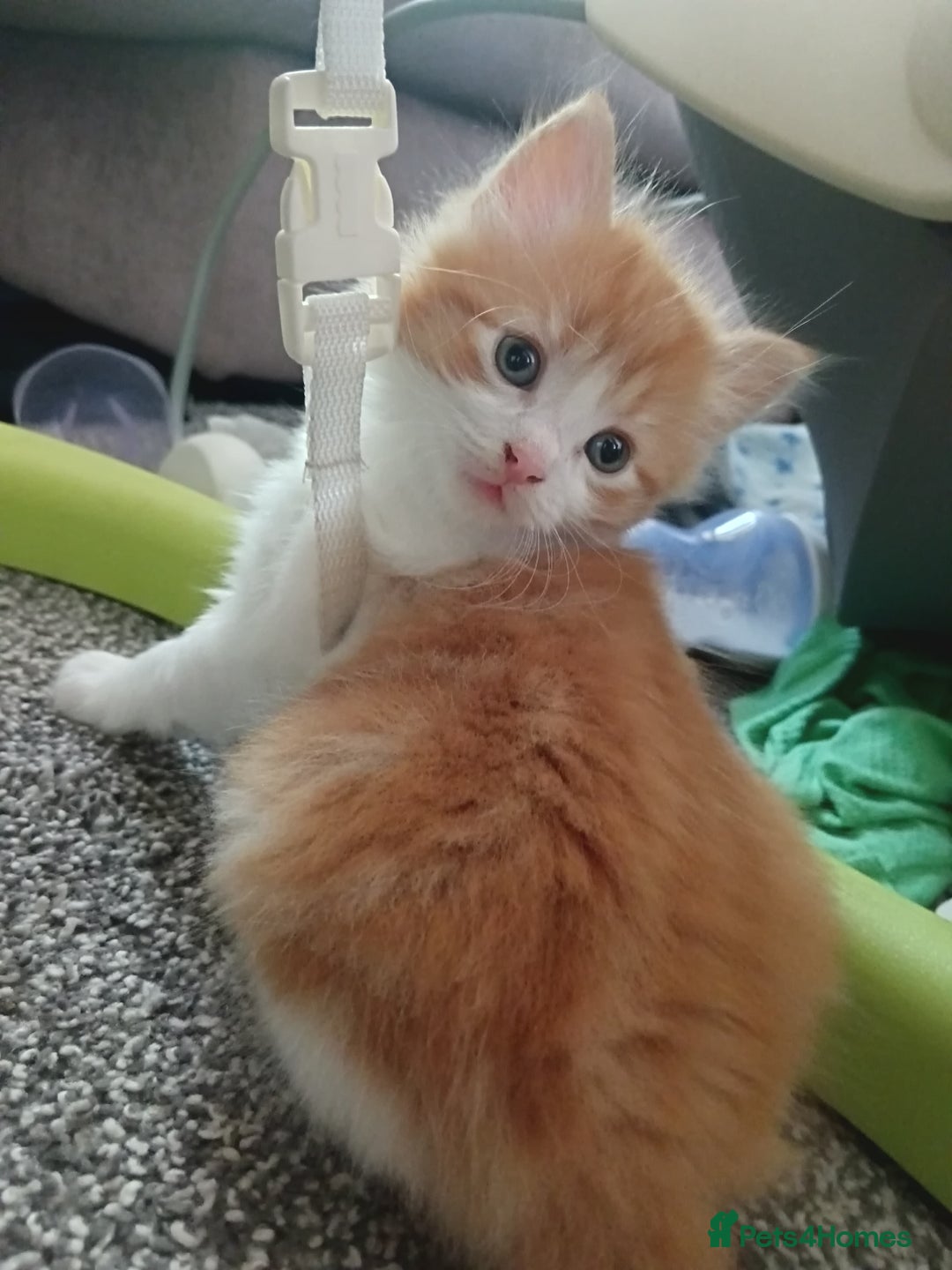 Norwegian Forest Cat cats for sale: Norwegian forest x in Basingstoke - Image 25