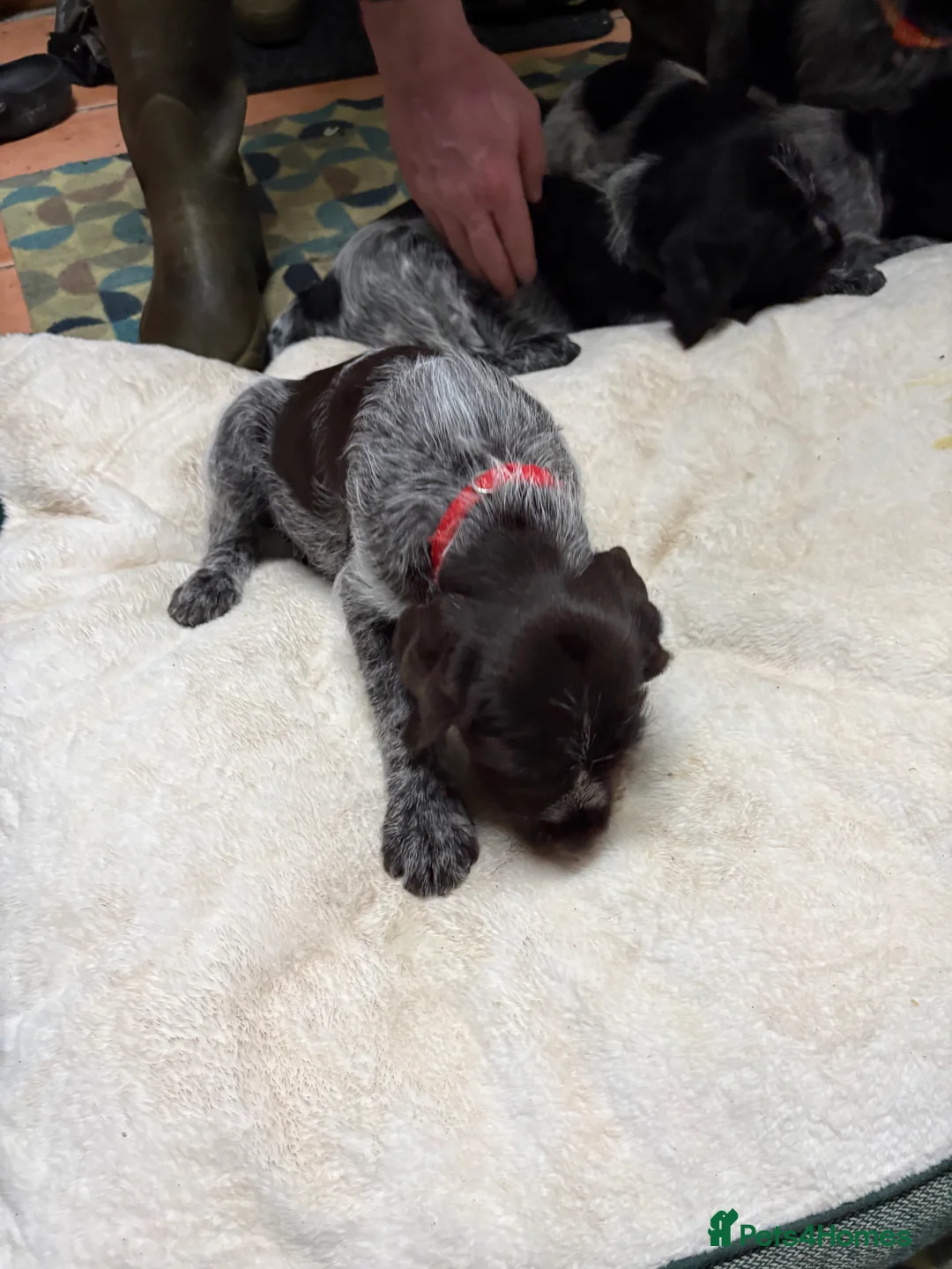 German Wirehaired Pointer dogs for sale: German wiredhaired pointer pups  - Advert 17