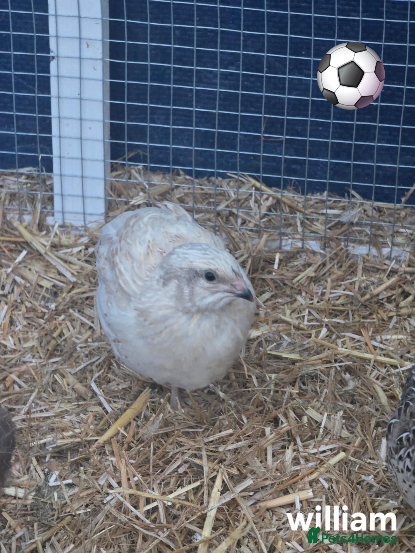 Quail poultry Male courtinix quail - Advert 2