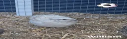 Quail poultry for sale: Male courtinix quail - Advert 1