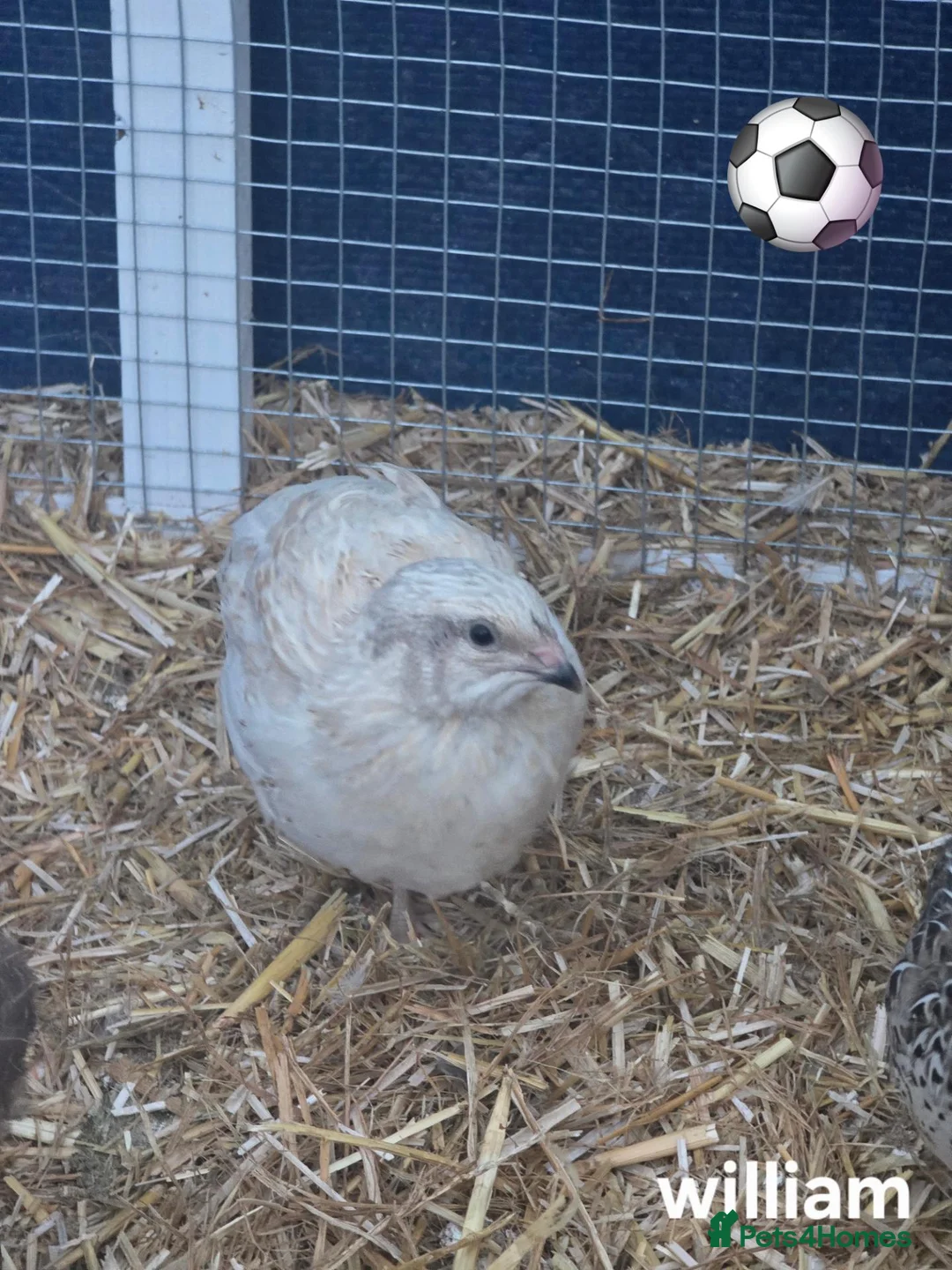 Quail poultry for sale: Male courtinix quail - Advert 1