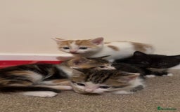 Mixed Breed cats for sale: 4 Gorgeous Kittens - Ready 1/11/25 - Image 7