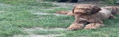 Standard Poodle 1