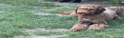 Standard Poodle dogs for sale: Standard poodle- extremely clever and trained dog - Advert 3