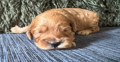 Cockapoo dogs - Advert 8