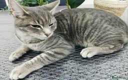 Russian Blue cats for sale:  Gorgeous 5-months old kitten Russain blue x tabby - Image 5