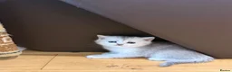 British Shorthair cats for sale: British Shorthair Silver Shaded - Advert 20