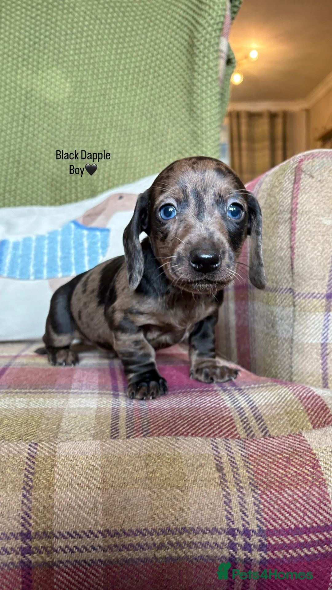 Miniature Dachshund dogs for sale: SMOOTH HAIRED MINIATURE DACHSHUNDS🖤 - Advert 8