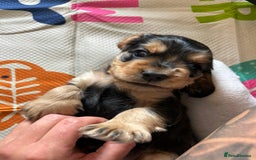 Cocker Spaniel dogs for sale: Beautiful Cocker Spaniels  - Image 3