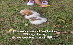 Shorkie dogs for sale: Shorkie pups ready now - Image 27