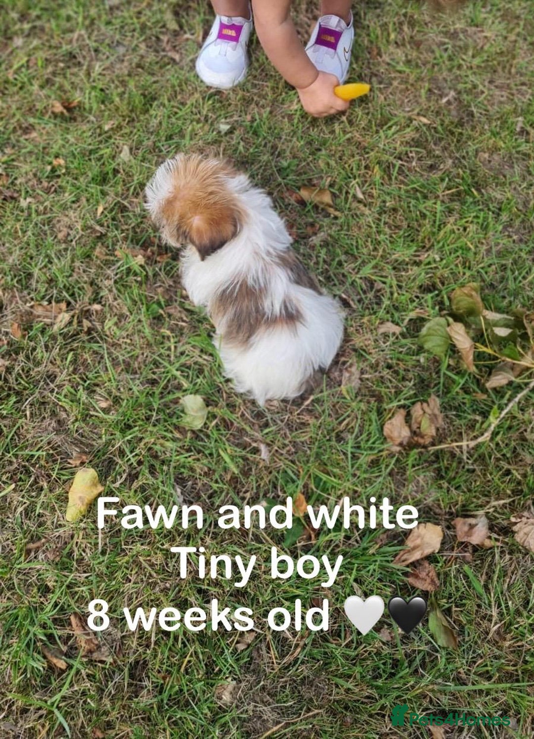 Shorkie dogs for sale: Shorkie pups ready now - Image 27