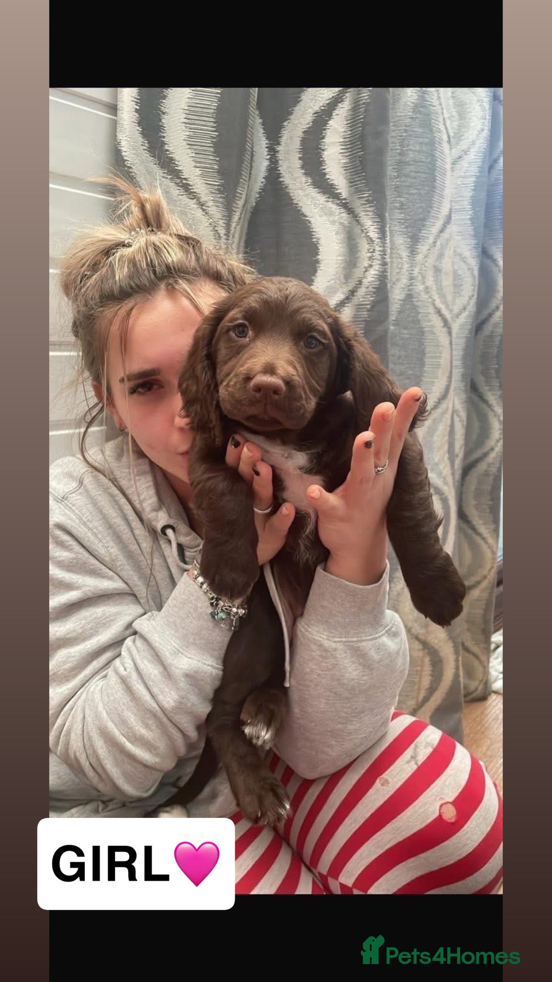 Sprocker dogs for sale: Sprocker X Springer Puppies  - Advert 4