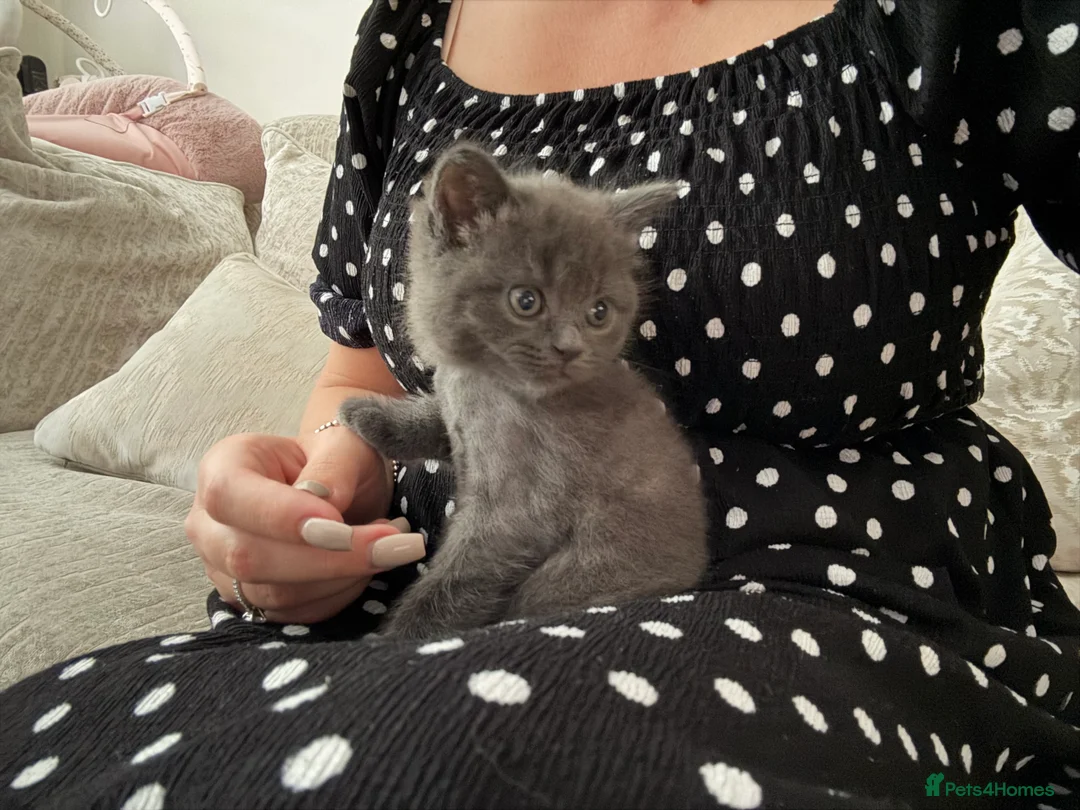 British Shorthair cats for sale: British Shorthair Mix - Advert 6