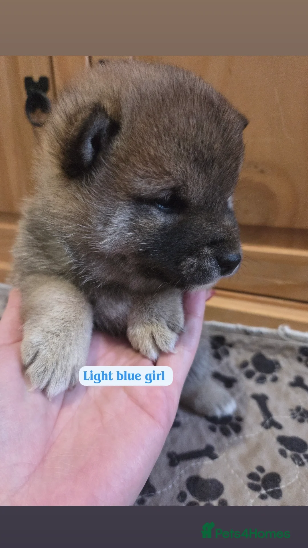 Japanese Shiba Inu dogs for sale: Shiba Inu – 5 Puppies  - Advert 11