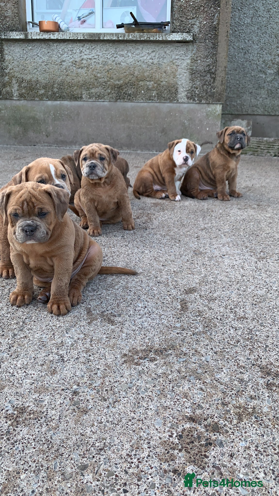 Olde English Bulldogge dogs Olde English bulldog 5 gen of health genetic clear - Advert 2