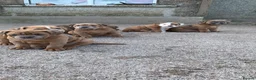 Olde English Bulldogge dogs for sale: Olde English bulldog 5 gen of health genetic clear - Advert 2
