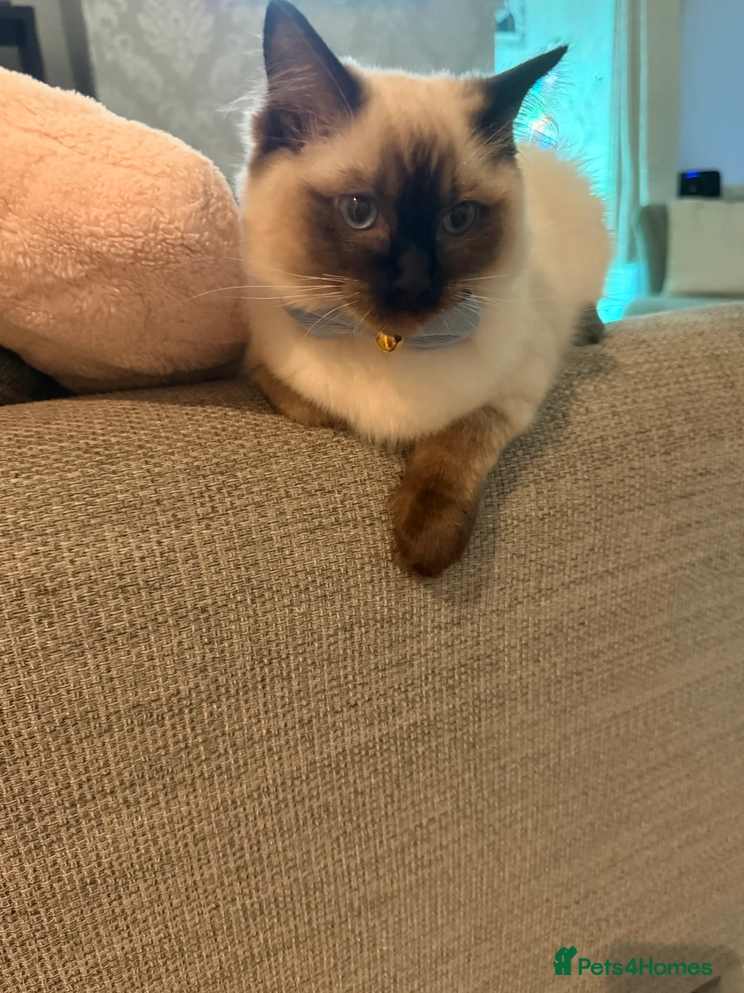 Ragdoll cats for sale: Beautiful male seal point ragdoll kitten - Advert 3