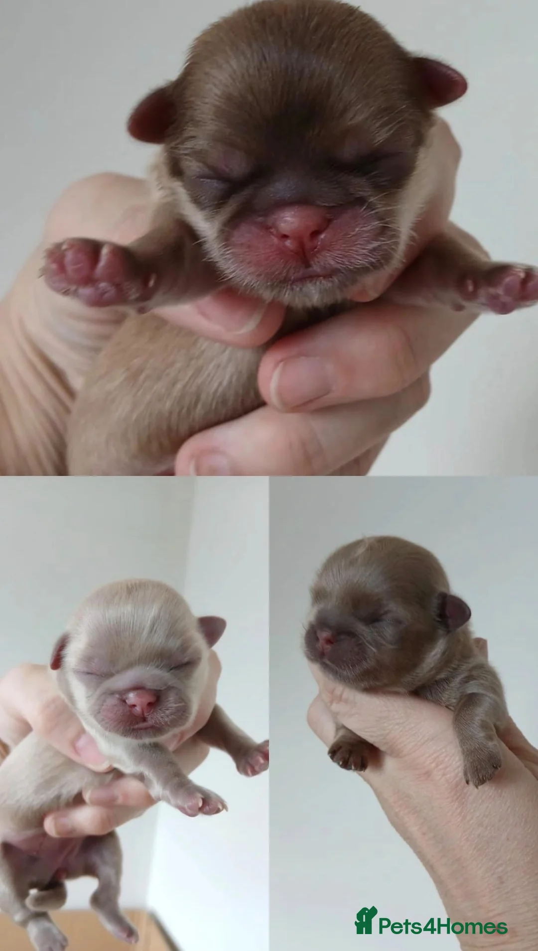 Shih Tzu dogs for sale: 💜 🌈 KC IMPERIAL LITTER BEST LINES 💜 - Advert 1