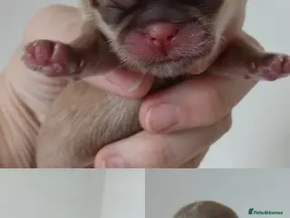 Shih Tzu dogs 💜 🌈 KC IMPERIAL LITTER BEST LINES 💜 - Advert 4