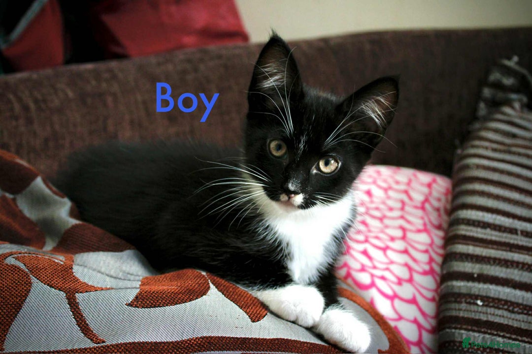 Maine Coon cats for sale: Beautiful Maine Coon Mix  - Image 6