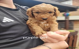 Labradoodle dogs for sale:  Apricot Doodle labradoodles - Image 17
