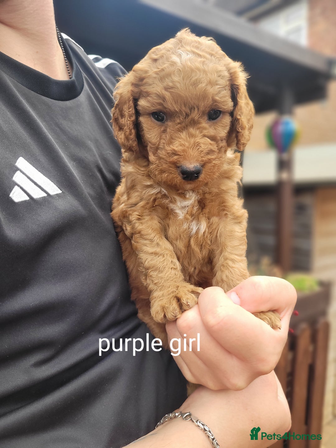 Labradoodle dogs for sale:  Apricot Doodle labradoodles - Image 17