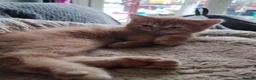 Mixed Breed cats for sale: Beautiful kittens looking for home  - Advert 19