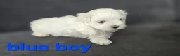 Maltese dogs for sale: ⭐️KC registered Maltese puppies⭐️ - Advert 27