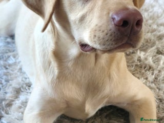 Labrador Retriever dogs 7 month Yellow Labrador Retreiver Male - Advert 4