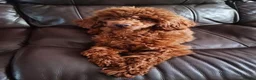 Toy Poodle dogs for stud: Toy poodle for stud  - Advert 8