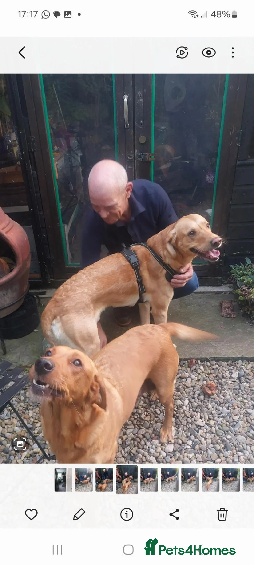 Labrador Retriever dogs for sale: Fox red labrador puppy's  in York - Advert 9